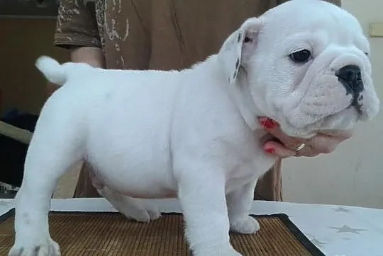 Piękny piesek buldoga angieskiego na sprzeadaż!
