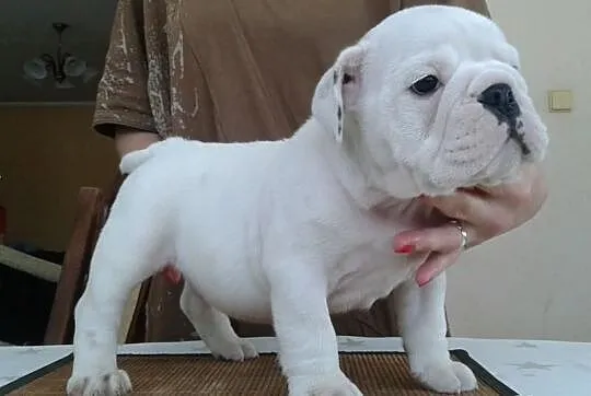 Piękny piesek buldoga angieskiego na sprzeadaż!