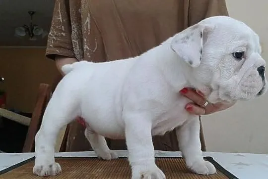 Piękny piesek buldoga angieskiego na sprzeadaż!
