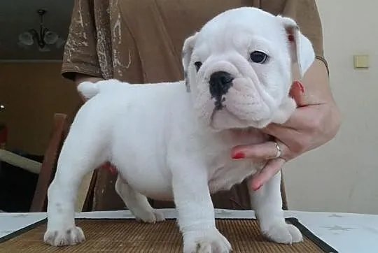 Piękny piesek buldoga angieskiego na sprzeadaż!