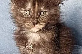 Maine Coon kotka rodowód FPL