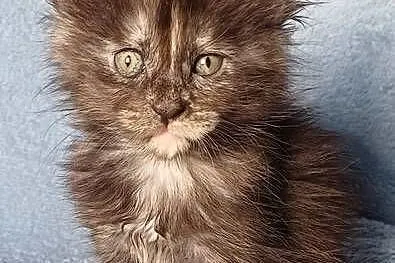 Maine Coon kotka rodowód FPL, Małopolskie, Olkusz