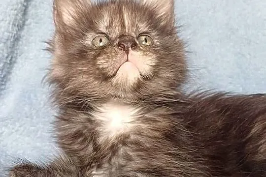 Maine Coon kotka rodowód FPL, Małopolskie, Olkusz