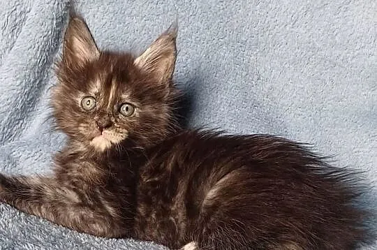 Maine Coon kotka rodowód FPL, Małopolskie, Olkusz