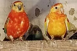 Sprzedam papugi