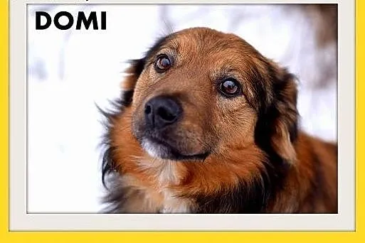 DOMI,15kg,mądry,łagodny,spokojny,grzeczny piesek rodzinny.,  małopolskie Kraków