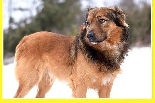 DOMI,15kg,mądry,łagodny,spokojny,grzeczny piesek r