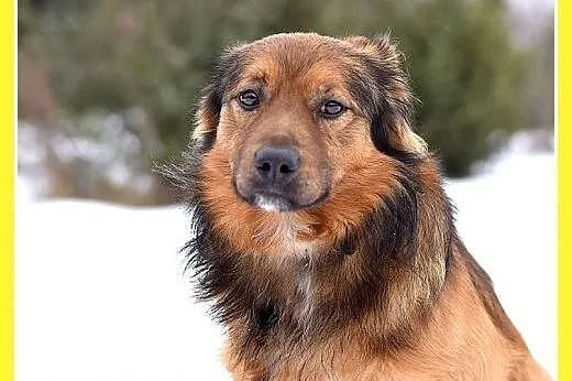 DOMI,15kg,mądry,łagodny,spokojny,grzeczny piesek r