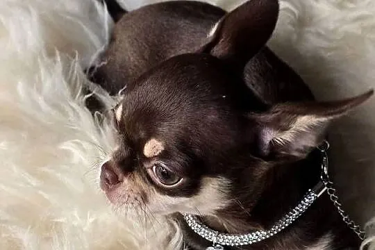 Chihuahua Czekoladowy * Simba * Xxs