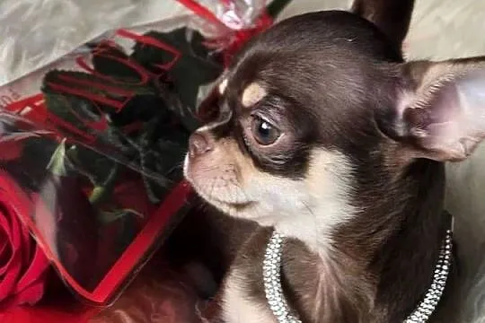 Chihuahua Czekoladowy * Simba * Xxs, Śląskie, Bielsko-Biała