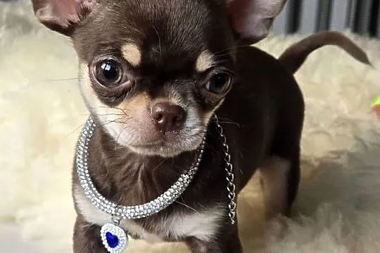 Chihuahua Czekoladowy * Simba * Xxs, Śląskie, Bielsko-Biała