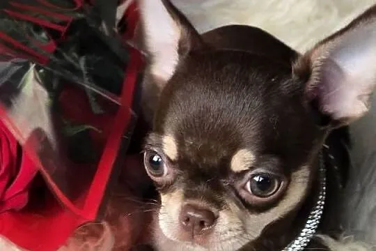 Chihuahua Czekoladowy * Simba * Xxs, Śląskie, Bielsko-Biała