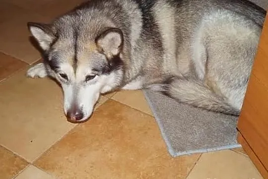 Hera piękna suczka rasy alaskan malamute szuka pil