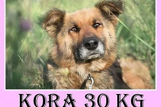 30kg,owczarek niem. mix,kochana,spokojna,grzeczna suka KORA.Adopcja,  małopolskie Kraków
