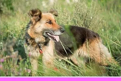 30kg,owczarek niem. mix,kochana,spokojna,grzeczna 