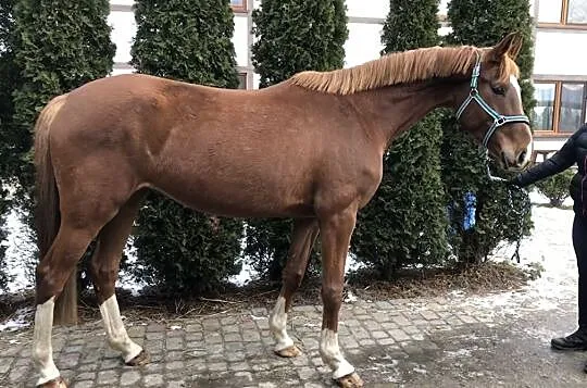Pilnie szukam konia do dzierżawy Poznań, , Baranowo