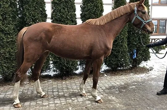 Pilnie szukam konia do dzierżawy Poznań, , Baranowo