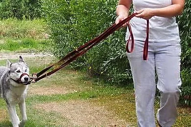 Kantar Szkoleniowy dla Psa Halter PA Hifica, Śląskie, Tychy