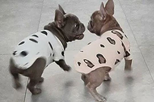 Buldog francuski piesek isabella