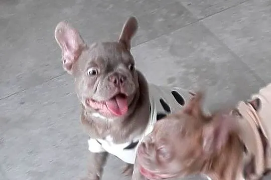 Buldog francuski piesek isabella, Łódzkie, Pabianice