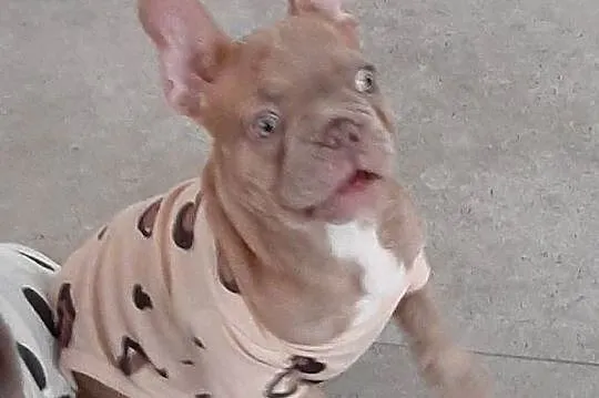 Buldog francuski piesek isabella, Łódzkie, Pabianice