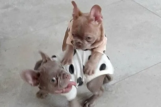 Buldog francuski piesek isabella, Łódzkie, Pabianice
