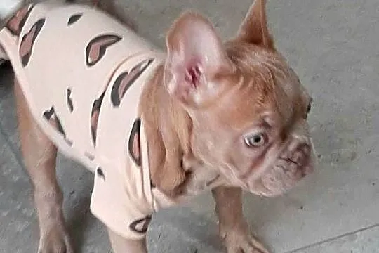 Buldog francuski piesek isabella, Łódzkie, Pabianice