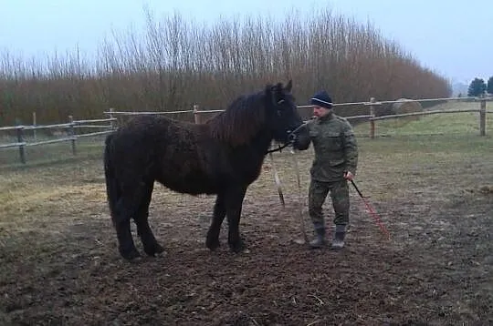 Sprzedam klaczkę zimnokrwistą