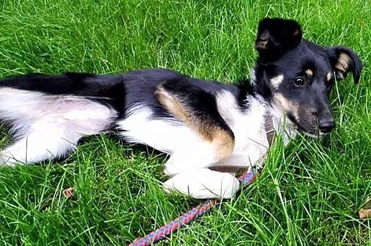 8 miesięczna, wesoła Trisia, cudo do adopcji