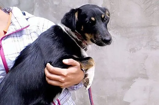 8 miesięczna, wesoła Trisia, cudo do adopcji