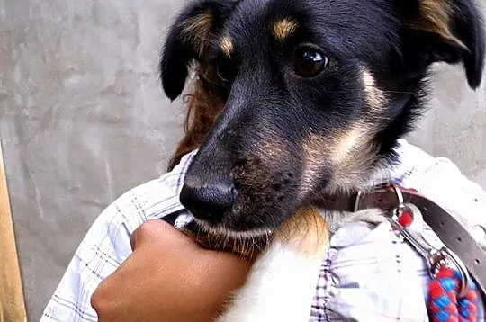 8 miesięczna, wesoła Trisia, cudo do adopcji