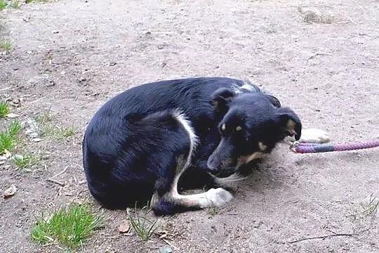 8 miesięczna, wesoła Trisia, cudo do adopcji