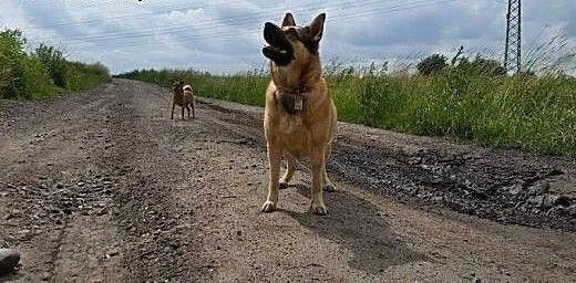 Sonia (5 l.) i Sara (13 l.) utraciły swoja panią