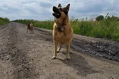 Sonia (5 l.)  i Sara (13 l.) utraciły swoja panią 