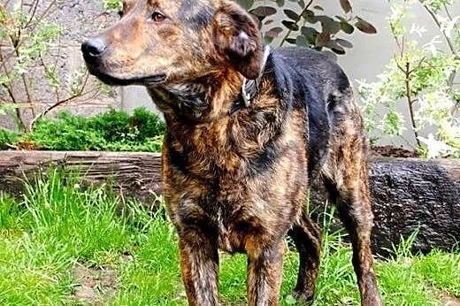 Zaginął Borys - okolice Warszawy NAGRODA,  Kundelk