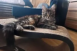 Koteczka Maine Coon
