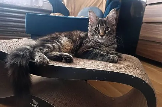 Koteczka Maine Coon