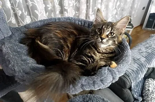Koteczka Maine Coon, Lubelskie, Krasnystaw