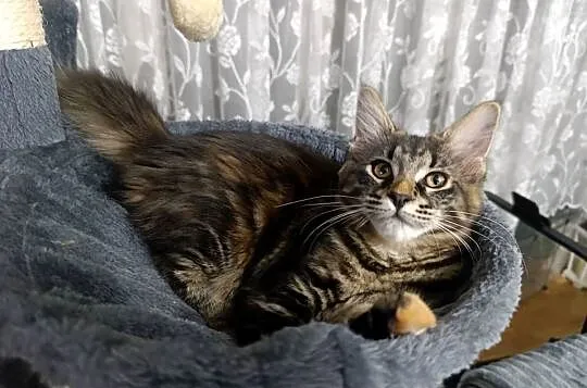 Koteczka Maine Coon, Lubelskie, Krasnystaw