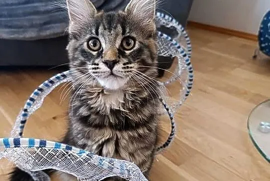 Koteczka Maine Coon, Lubelskie, Krasnystaw