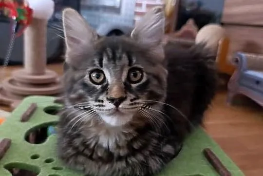 Koteczka Maine Coon, Lubelskie, Krasnystaw