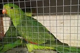 Papuga czerwonoskrzydła krasnopiórka, Wilczyce