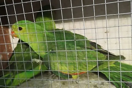 Papuga czerwonoskrzydła krasnopiórka, Wilczyce