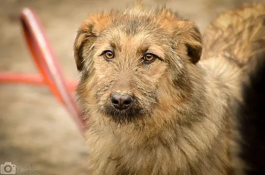 Dolinka, cudowna, zupełnie niekonfliktowa suczka do pokochania!