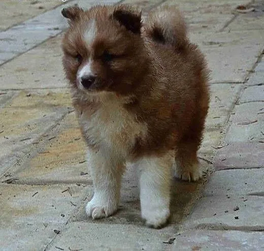 Fiński Lapphund, dolnośląskie Kudowa-Zdrój