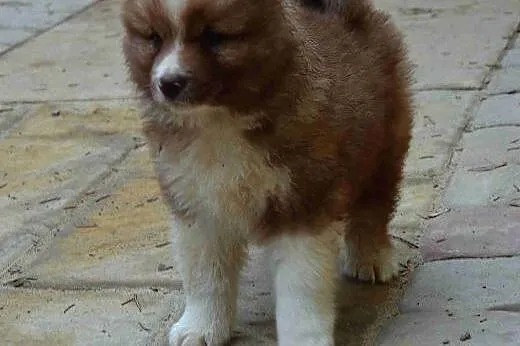 Fiński Lapphund,  dolnośląskie Kudowa-Zdrój