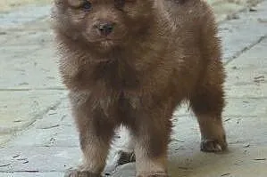Fiński Lapphund,  dolnośląskie Kudowa-Zdrój