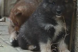 Fiński Lapphund,  dolnośląskie Kudowa-Zdrój