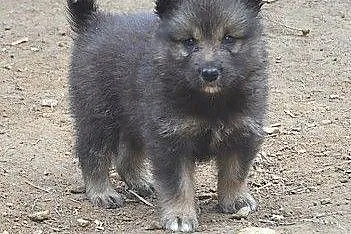 Fiński Lapphund,  dolnośląskie Kudowa-Zdrój