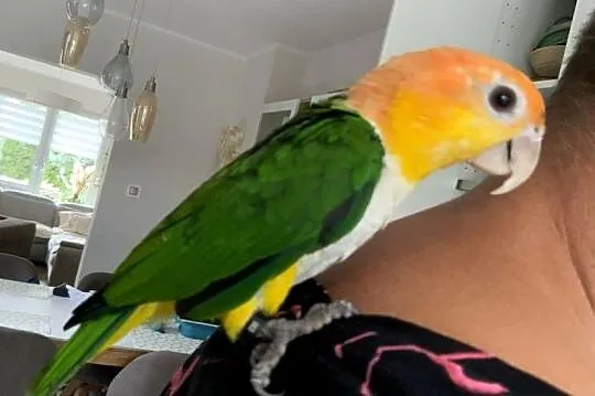 Barwinka białobrzucha i czarnogłowa z klatką i wyposazeniem, Śląskie, Mysłowice